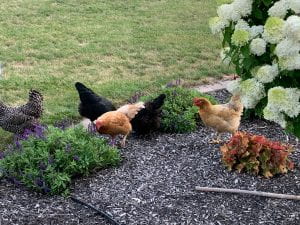 Chickens pecking in landscaping